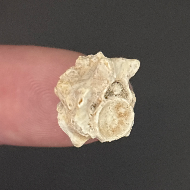 Palaeophis Snake Vertebra 