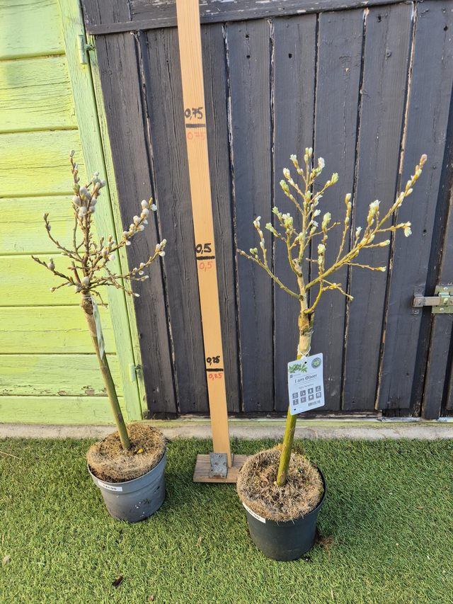 Salix Helvetica tige pot 2L à feuilles d'olivier