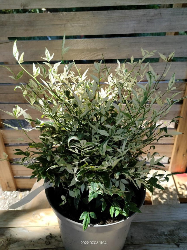 Nandina domestica 'Twilight' - Clt4.5