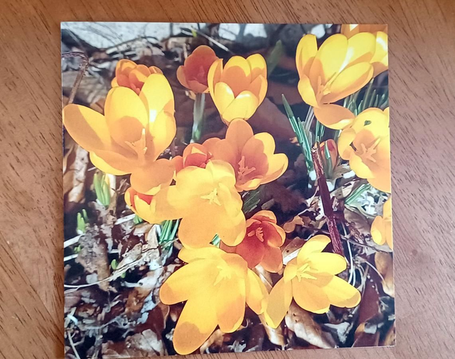 Crocus
