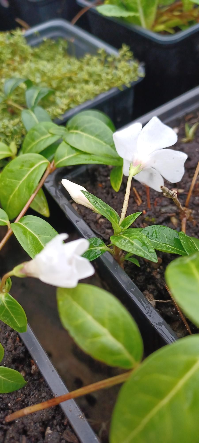 Vinca minor Alba