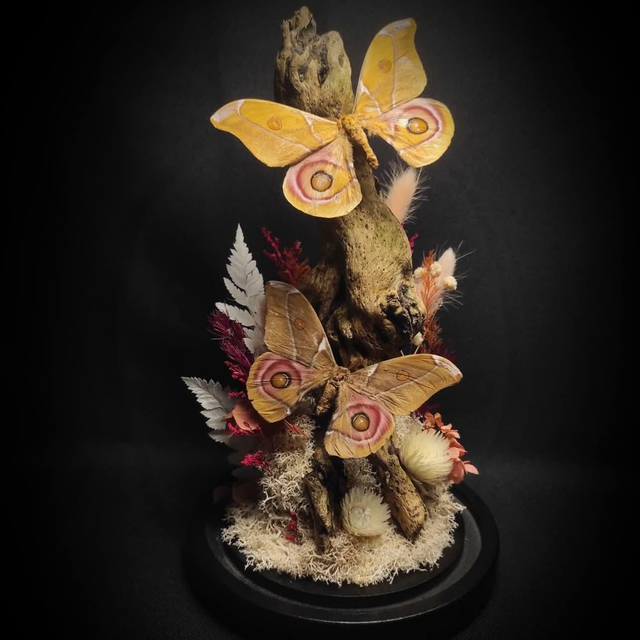 Diorama Papillons Couple d'Antherina suraka