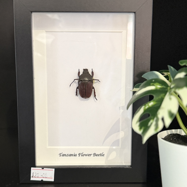 Tanzania Flower Beetle