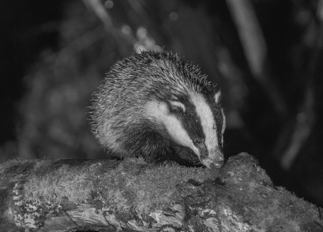 40 x 40 Acrylic Print 