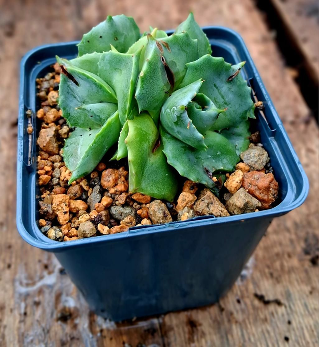 D104 . Agave potatorum cv. Shoji-Raijin