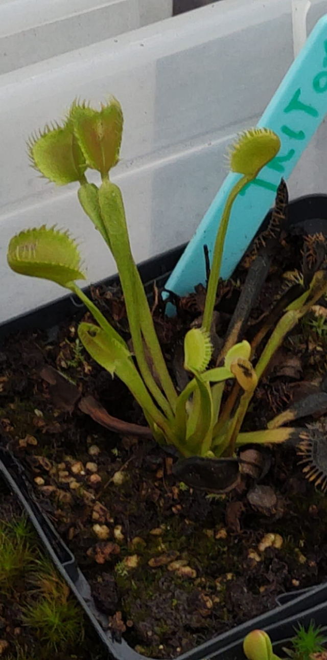 Dionaea muscipula ‘Triton’
