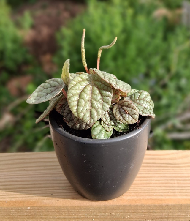 C58 . Peperomia 'Greyhound' in "mini black cashpot"