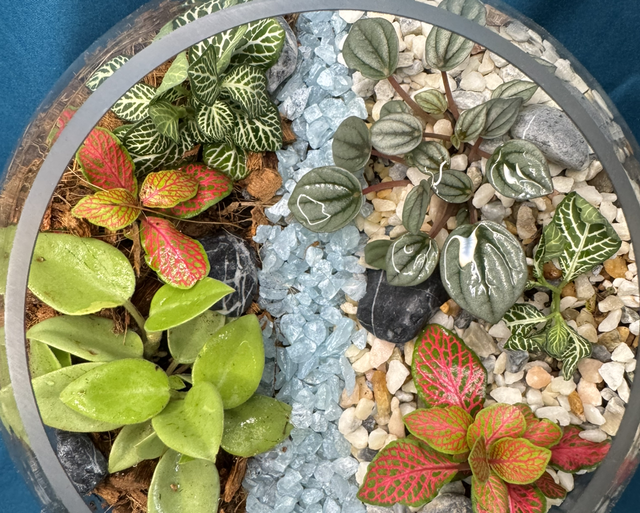 10th December Terrarium Workshop At Centivo Lounge Ashby