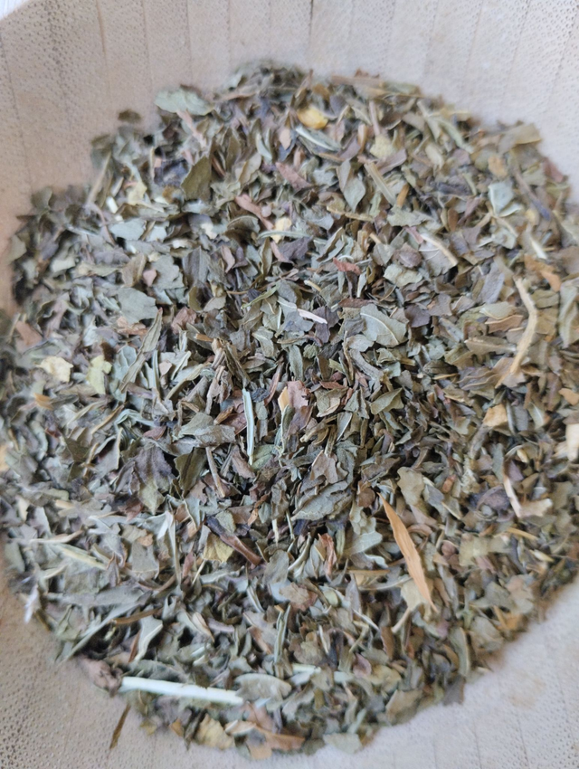 Menthe poivrée (Menthe piperita)