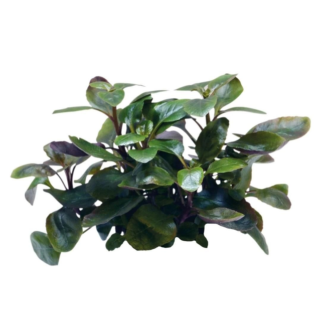 Easygrow Lobelia Cardinalis Dwarf 8715897322587