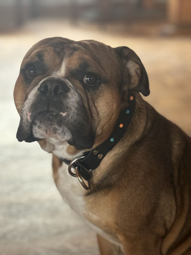 Zugstopp Halsband Schwarz 32 mm 