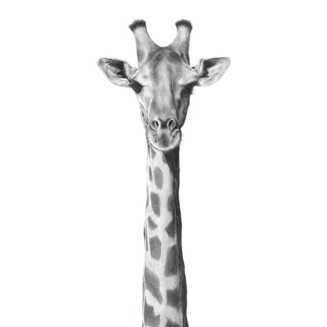 Giraffe Limited Edition Print