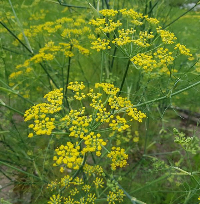 Fenouil commun (Foeniculum vulgare )