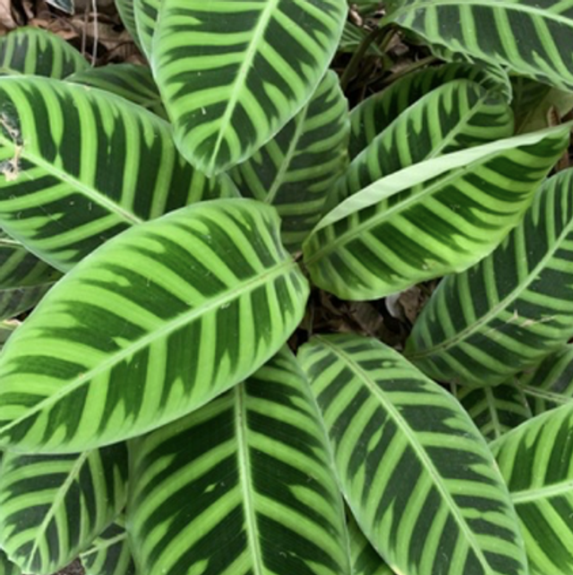 Calathea Zebra Plant (collection from store only at checkout)