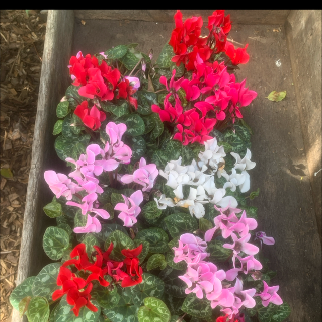 Cyclamen (store collection only at checkout)