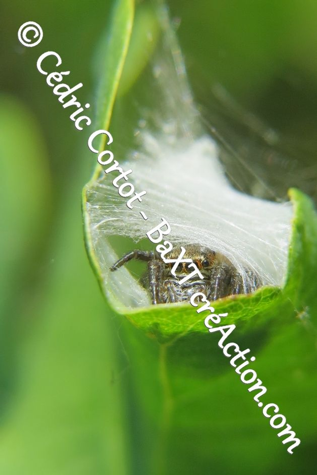 Impression sur alu dibond - Le petit monde du Vivant (ref 9679)