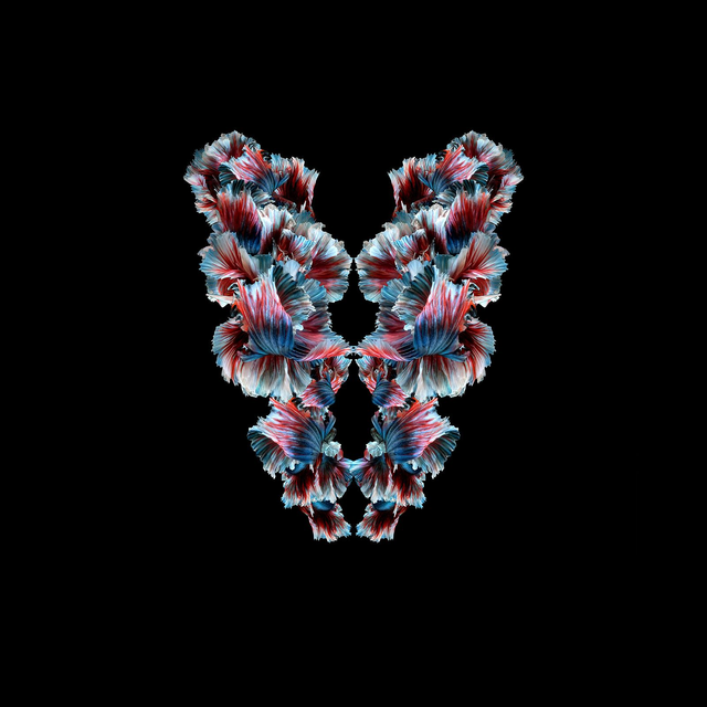 Imago Betta Soie | Tirage 1/8