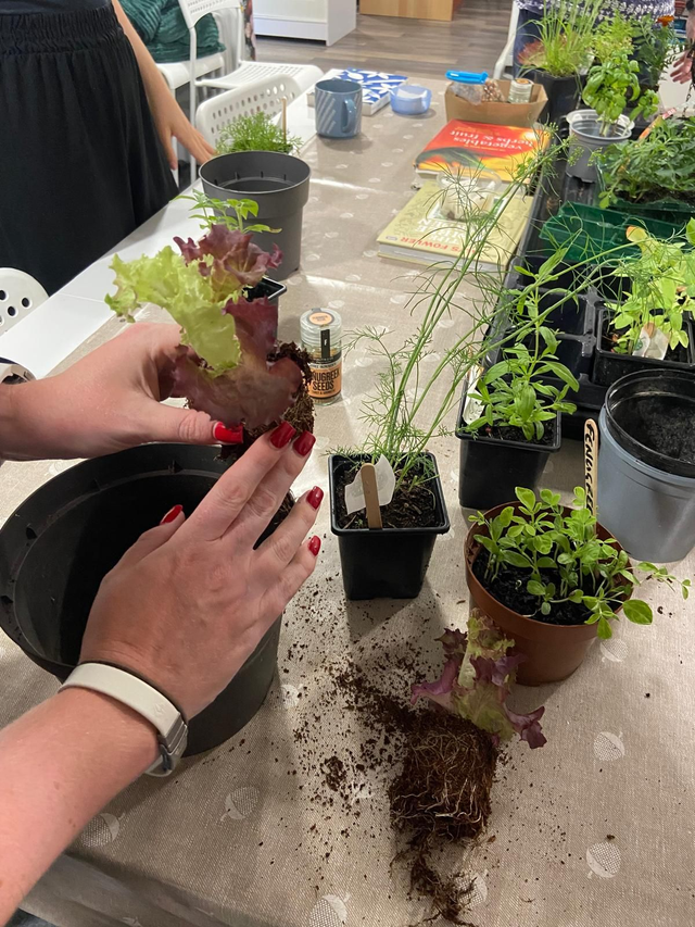 Saturday 27th September 2025 Mindful planting session 1pm to 4pm