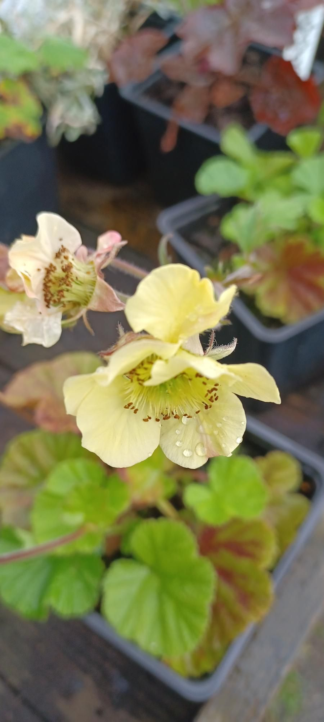 Geum rivale Cream
