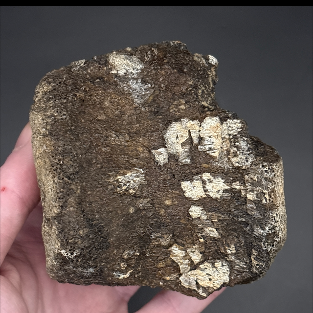 Lambeosaur Vertebra 