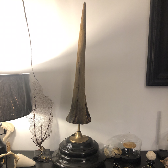 Rostre d’espadon géant 