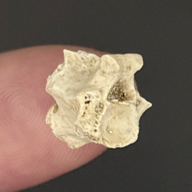 Palaeophis Snake Vertebra 