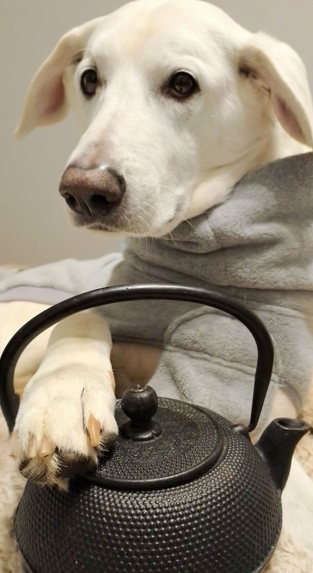 Video Tee für Hunde