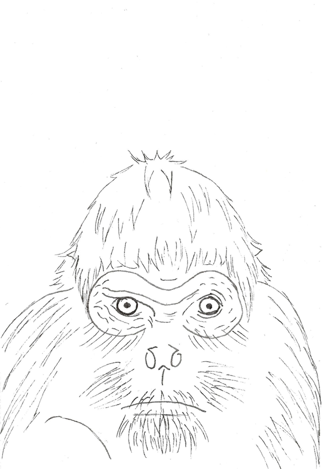 Carte &quot;Finis Moi!&quot; - L&#039;Atèle Varié de Colombie