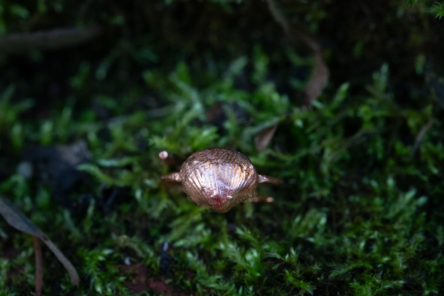 Bague coquillage