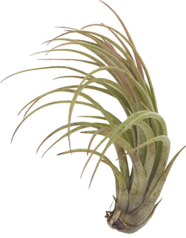 Tillandsia nidus