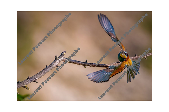 Guêpier d&#039;Europe