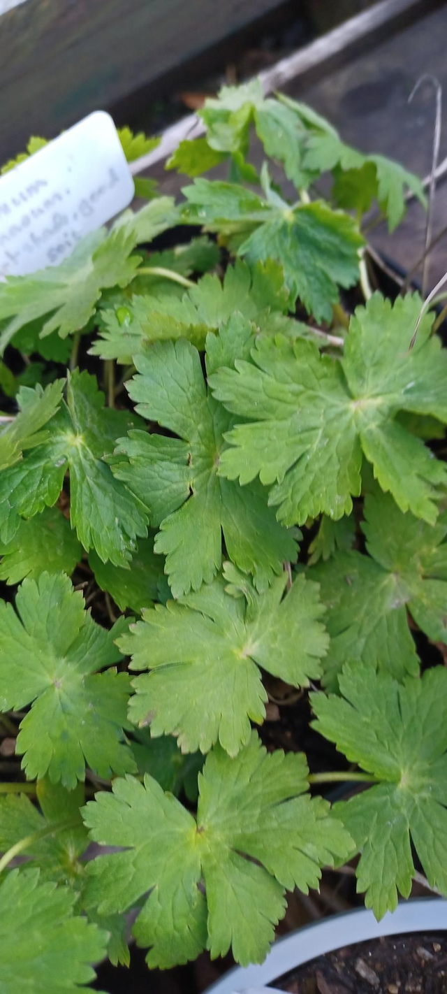 Geranium phaeum