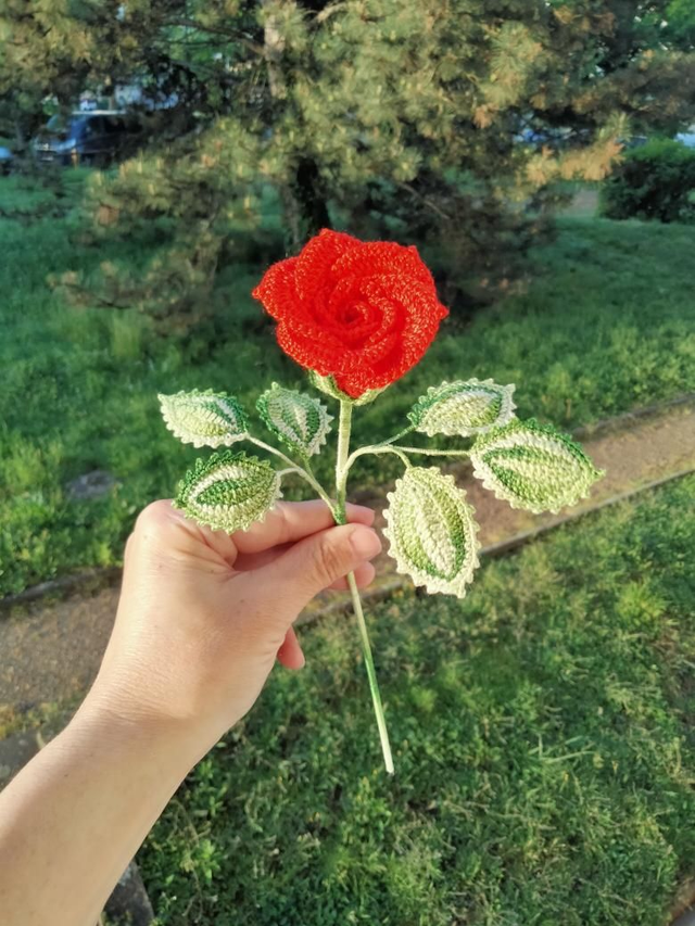 Rose rouge 