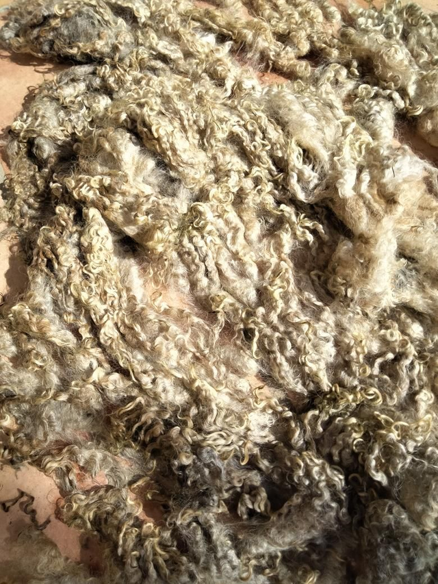 Leicester Longwool TB0325 BRUTE