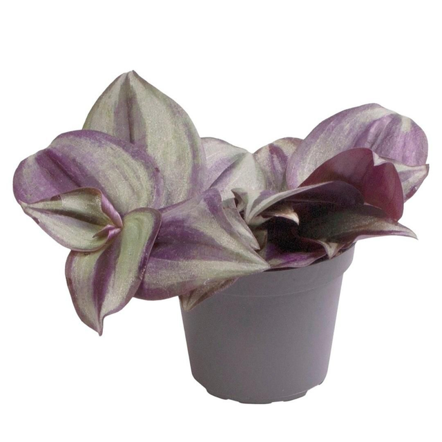 PT Tradescantia Zebra 8715897361722