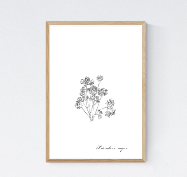 Persil, petrosalinum crispum