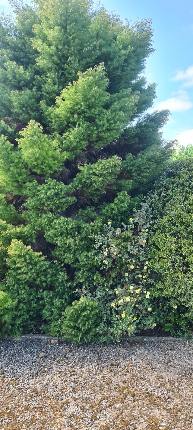 Cryptomeria japonica 'Elegans Compacta' - 1ltr pot