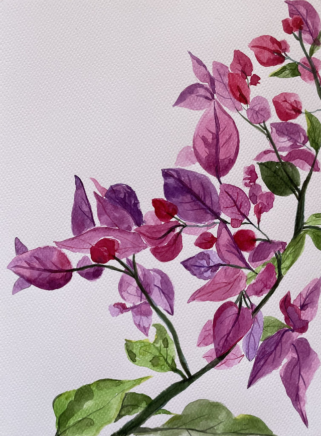 BUGANVILLA. Natalia Dávila.