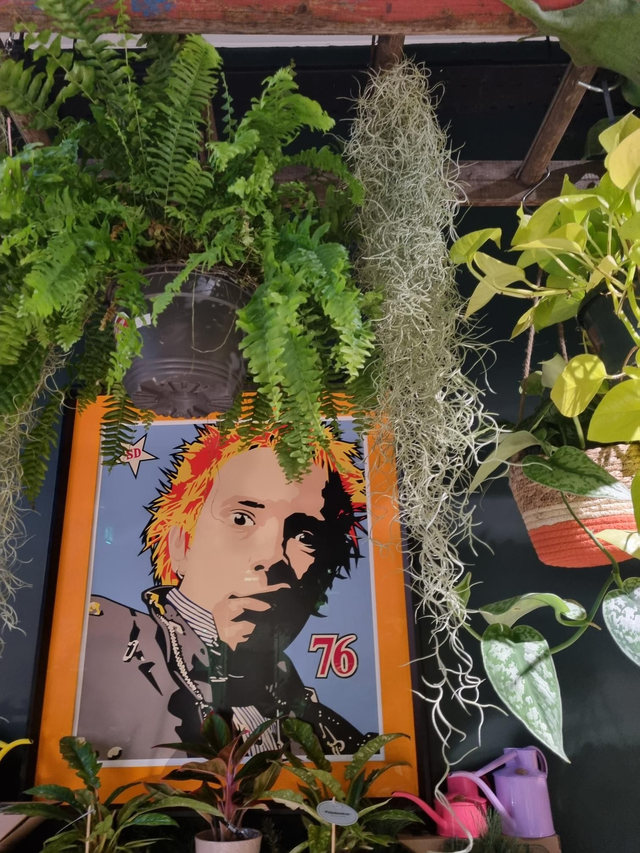 Tillandsia Spanish moss 50cm long