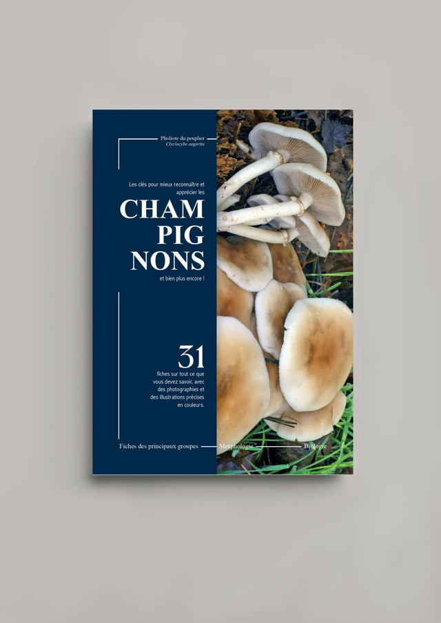 Clé de reconnaissance des champignons