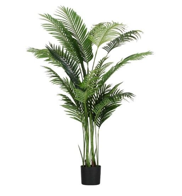 Areca Piantala 190 cm