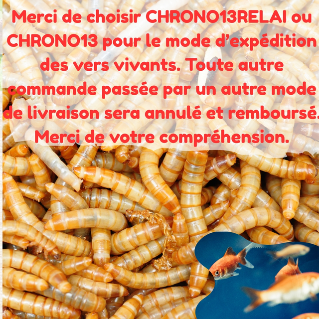 Vers de farine vivants (taille normale)