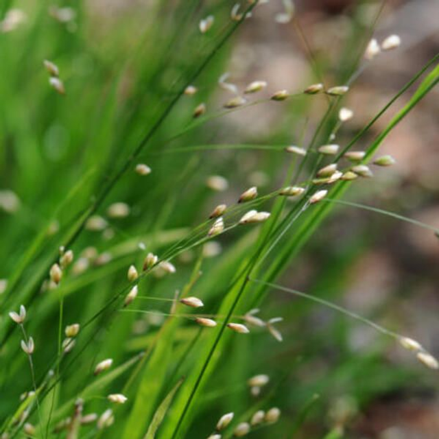 Mélique uniflore (Melica uniflora)