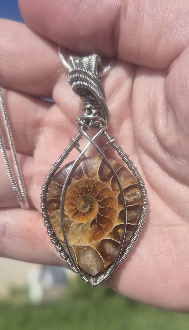 Ammonite - Rhéa (462)