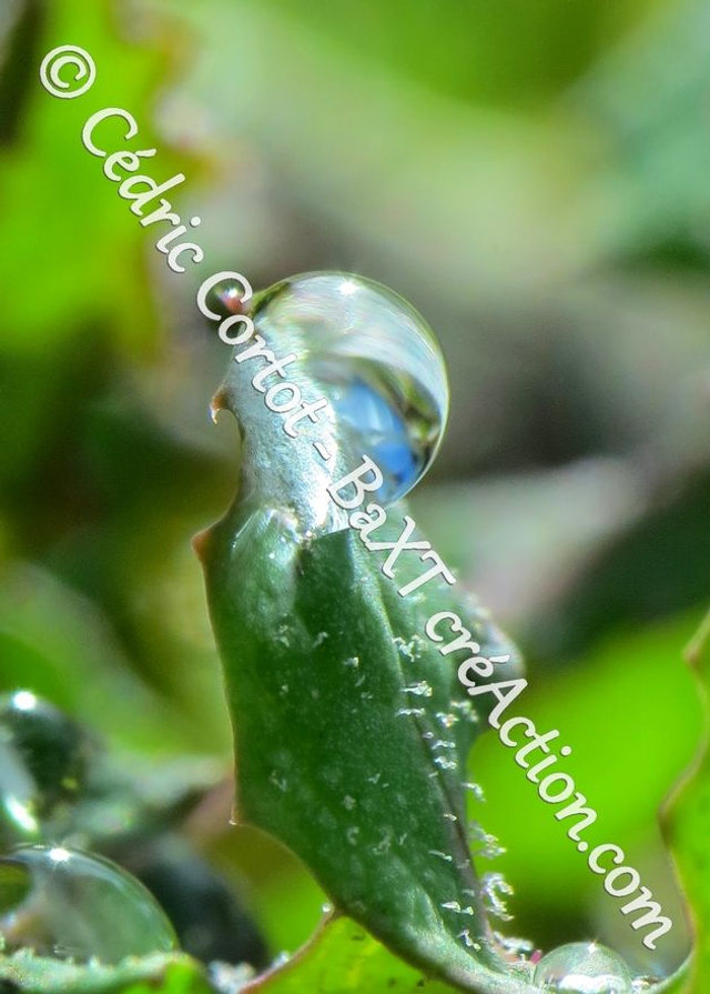 1 - Carte postale - Rosée et gouttes de pluie (Ref 8568)