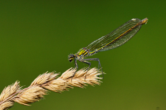 Libellule verte 3