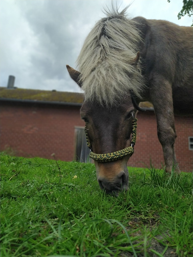 Bioresonanz-Analyse inklusive Nachtestung