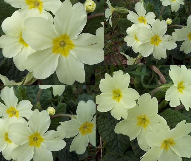 4 X plants of Primula vulgaris, the native primrose