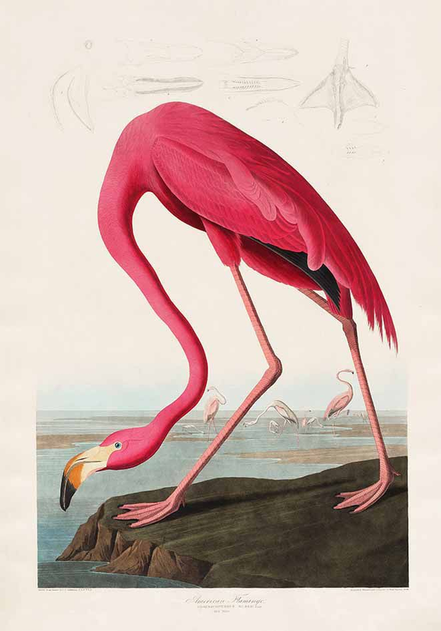 American Flamingo