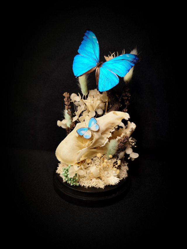 Diorama Duo de Papillons &amp; Crâne de Renard 